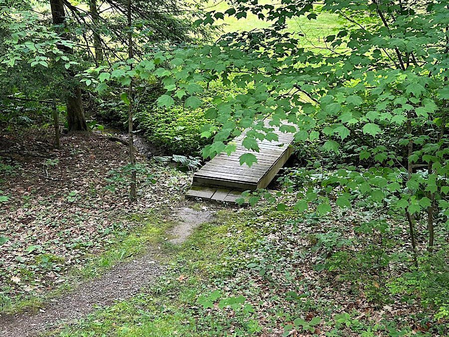 Bridge in woods